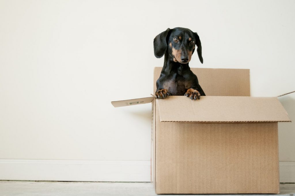 How to Pack for a Move (Without Going Crazy) Bellhop Blog