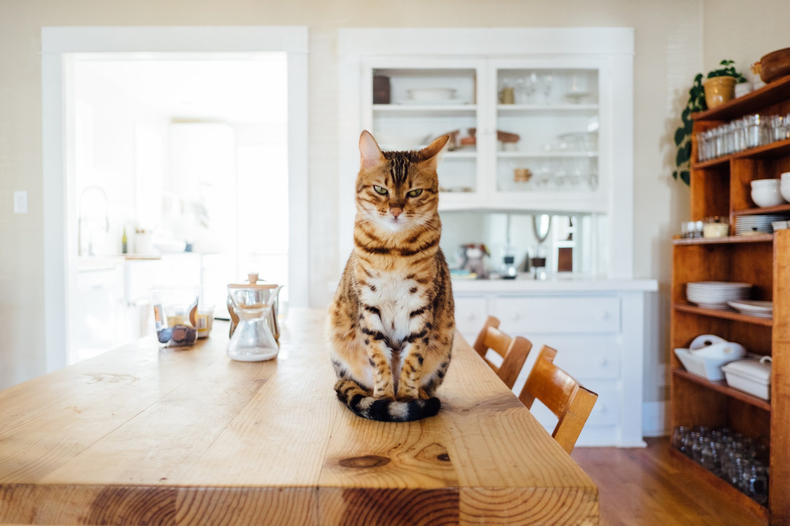 How to move long distance with your cat ~ Bellhop Bellhop Blog